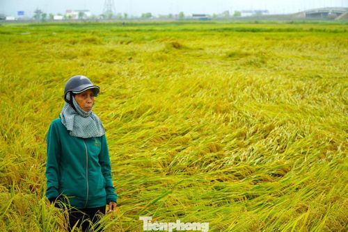 Bà Lê Thị Hòa (60 tuổi, thôn Tiến Hòa, xã Đức Quang) cho biết, trong đêm 3/5, trên địa bàn xảy ra mưa lớn kèm mưa đá. Thời điểm này, gia đình bà có 5 sào lúa đang chuẩn bị thu hoạch nhưng chưa chín đều nên dự định chờ thêm vài ngày. Tuy nhiên, sau trận dông lốc, đến sáng 4/5 ra thăm đồng, toàn bộ diện tích lúa đã bị đổ rạp, ngập nước. Theo bà Hòa, tình trạng này khiến lúa đối mặt nguy cơ nảy mầm, ảnh hưởng nghiêm trọng đến năng suất và chất lượng.