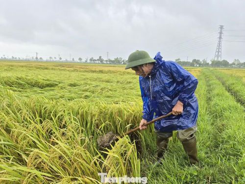  Trong sáng nay, nhiều người dân đã ra đồng khơi thông dòng chảy, tháo nước khỏi ruộng nhằm hạn chế tình trạng lúa ngập úng, giảm nguy cơ nảy mầm và cứu vãn phần nào năng suất. 