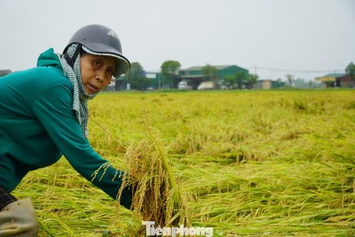  “Lúa ngã rạp hết rồi, hư hại nhiều lắm. Trước tính mỗi sào được khoảng 2,5 tạ, nhưng giờ sản lượng chắc giảm mạnh, lại lo lúa nảy mầm. Chỉ cần mưa thêm nữa là coi như mất trắng” - bà Hòa nói. 