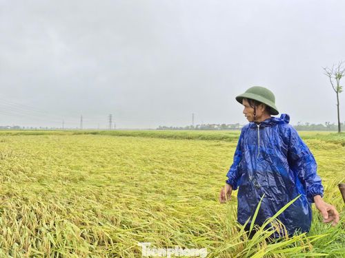 Ông Bùi Văn Tư (trú xã Cẩm Bình) cho biết, gia đình có hơn 1 mẫu ruộng đến kỳ thu hoạch nhưng sau trận mưa dông đã bị đổ rạp, gây thiệt hại lớn. Theo ông Tư, năm 2025, lúa tươi từng được thương lái thu mua với giá từ 6.500–6.800 đồng/kg, nhưng hiện nay chỉ còn khoảng 4.800 đồng/kg. Giá đã thấp lại gặp cảnh mất mùa, công sức chăm sóc coi như mất trắng.