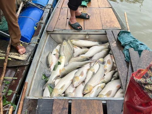 Chính quyền địa phương đang đề nghị cơ quan chức năng xác minh làm rõ nguyên nhân khiến cá chết hàng loạt.