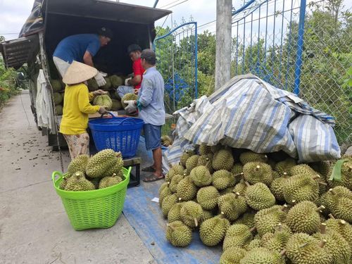 Nông dân thu hoạch sầu riêng tại Đồng Tháp.