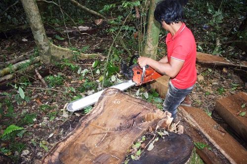Phá rừng, khai thác rừng trái phép trên địa bàn tỉnh Lâm Đồng vẫn diễn biến phức tạp. Ảnh: CA.