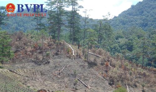 Rừng phòng hộ vẫn bị xâm hại. Ảnh: NH.