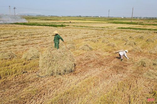 Chỉ có một số ít người dân vẫn thu gom rơm rạ sau khi thu hoạch lúa.