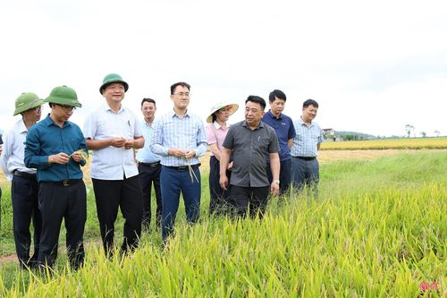 Các địa phương cần tiếp tục tập trung tổ chức sản xuất hiệu quả trên hơn 14.100 ha diện tích đã thực hiện chuyển đổi, tích tụ, tập trung ruộng đất.