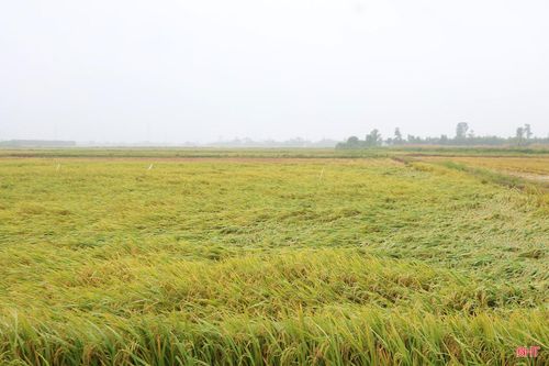Nhiều diện tích lúa tại xã Kỳ Xuân bị đổ ngã.