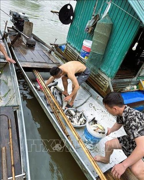Đa phần cá nuôi trong lồng bè bị chết đồng loạt là cá thương phẩm có giá trị kinh tế cao và đang giai đoạn chuẩn bị cho thu hoạch. Ảnh: TTXVN phát