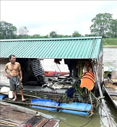 Một chủ nuôi cá lồng trên sông Lam thất thần khi cá nuôi trong lồng, bè của gia đình bị chết đồng loạt trong sáng 4/5/2026. Ảnh: TTXVN phát