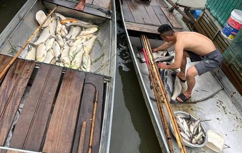 Cá chết hàng loạt gây thiệt hại nặng nề về kinh tế.