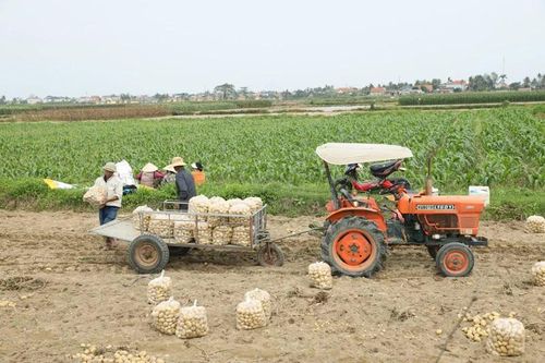 Thu hoạch khoai tây trên cánh đồng liên kết sản xuất ở xã Hoằng Châu. Ảnh: Việt Hương