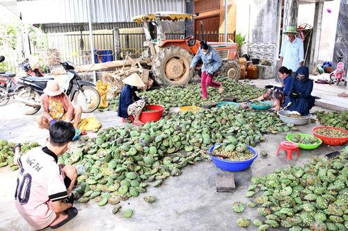 Người dân lấy hạt sen sau thu hoạch. Ảnh: QUANG VIỆT