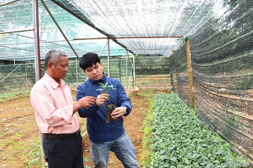 Đơn vị sản xuất, gieo ươm tại xã Mường Ảng kiểm tra cây giống trước thời vụ sản xuất năm 2026.