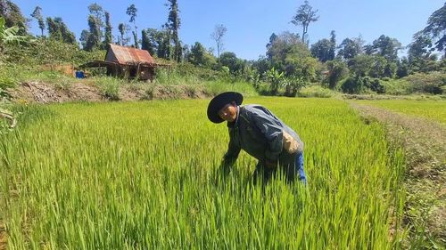 Một sào lúa trồng ở Cánh đồng Cô Hầu cho năng suất cao giúp gia đình anh Đinh Văn Hmun đủ gạo ăn trong năm. Ảnh: N.T