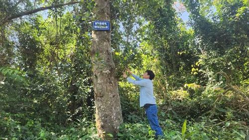 Một cây mít cổ thụ trong khuôn viên di tích Vườn Mít - Cánh đồng Cô Hầu. Ảnh: N.S