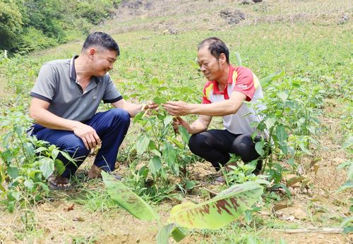Cây ớt giúp người dân giảm nghèo, nâng cao thu nhập.