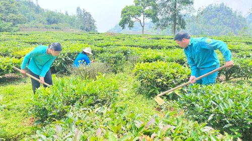Người dân chăm sóc chè.