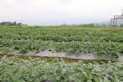 Nhiều hộ dân ở thôn Năm Hăn Thượng chuyển sang trồng dưa hấu trên đất ruộng.