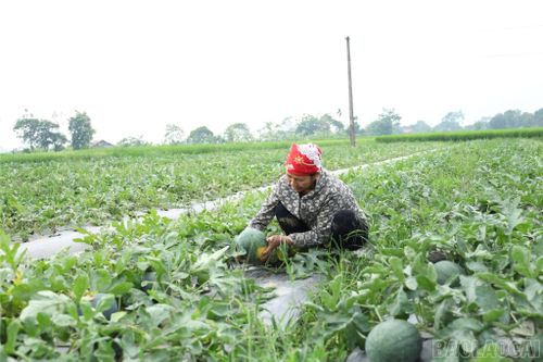 Gia đình bà Hoàng Thị Inh có thu nhập cao từ trồng dưa hấu.