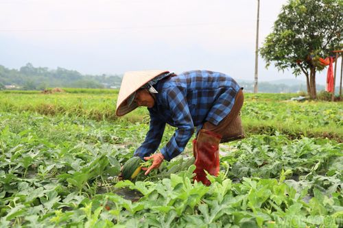 Bà Phùng Thị Hà chuyển 1.000 m² ruộng lúa sang trồng dưa hấu.