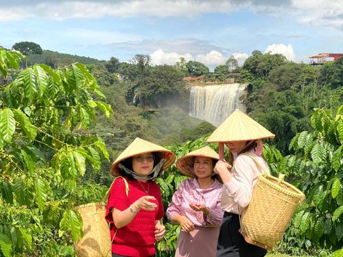 Với hành trình hàng chục năm, cà phê của “nông trại khổng lồ” Tám Trình không ngừng nâng cấp quy trình kỹ thuật bền vững, tôn tạo môi trường cảnh quan xanh