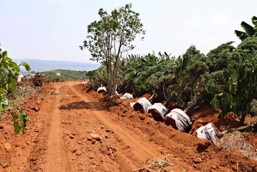 Nhiều hộ gia đình đã chủ động di dời các loại cây trồng trên diện tích đất đã nhận tiền đền bù, qua đó bàn giao mặt bằng sạch cho các đơn vị thi công
