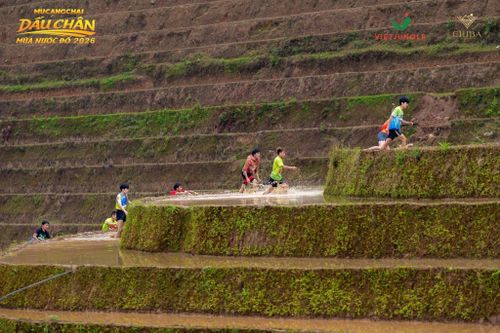  Những thửa ruộng bậc thang cao từ 1,5-1,8 m. Ảnh: BTC cung cấp. 