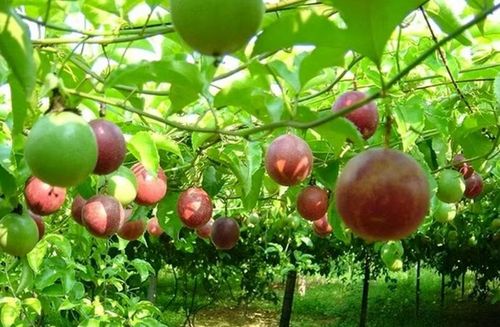 Chanh leo hoàn toàn có thể trở thành “mũi nhọn” mới của xuất khẩu nông sản Việt