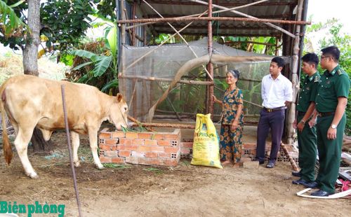 Bộ đội Biên phòng tỉnh Vĩnh Long phối hợp với cán bộ nông nghiệp địa phương tư vấn, hỗ trợ kỹ thuật chăm sóc bò sinh sản theo mô hình “Con bò 1.000 đồng”. Ảnh: Sa Rây