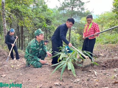 Đồn Biên phòng Ba Sơn, Bộ đội Biên phòng tỉnh Lạng Sơn hướng dẫn nhân dân chăm sóc, triển khai mô hình “Lũy tre biên giới Việt”. Ảnh: Vy Thượng
