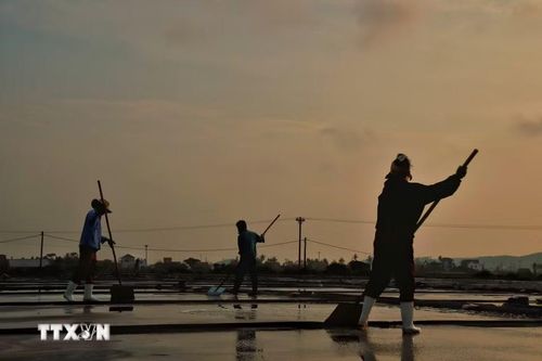 Dưới ánh nắng lên cao, cánh đồng muối trở nên nhộn nhịp với các công đoạn sản xuất. (Ảnh: Phương Anh/TTXVN phát)