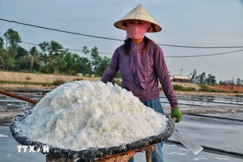 Những chuyến xe rùa chở muối được di chuyển qua các ô ruộng. (Ảnh: Phương Anh/TTXVN phát)