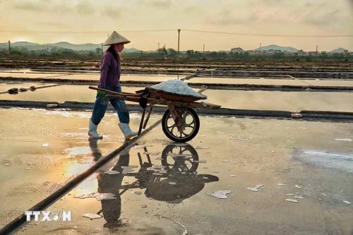 Ngày lao động khép lại với những chuyến muối cuối cùng rời khỏi cánh đồng. (Ảnh: Phương Anh/TTXVN phát)