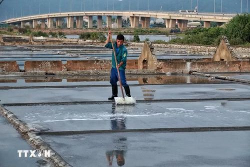 Công đoạn làm phẳng ruộng được thực hiện tỉ mỉ để đảm bảo chất lượng muối kết tinh. (Ảnh: Phương Anh/TTXVN phát)