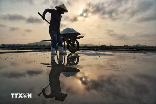 Dưới cái nắng và gió khắc nghiệt, những diêm dân vẫn ngày ngày cần mẫn giữ nghề. (Ảnh: Phương Anh/TTXVN phát)