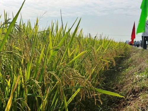 Giống lúa lai mới được đánh giá có khả năng chống đổ tốt, phù hợp với biến đổi khí hậu.
