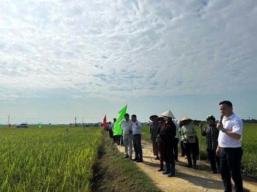 Các đại biểu đều đánh giá cao sự phù hợp của 2 giống lúa trên đồng đất Yên Trường.