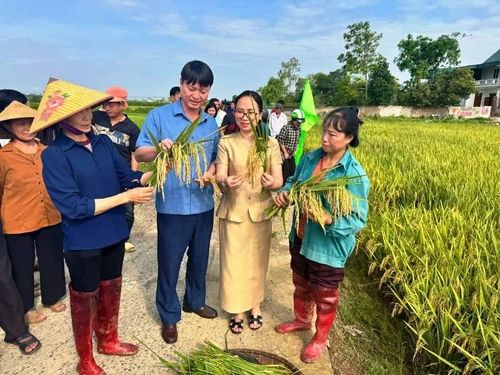 Các đại biểu và người dân cùng tham gia thực địa kiểm tra chất lượng giống lúa.