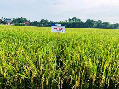 Hai giống lúa mới có nhiều ưu điểm vượt trội.