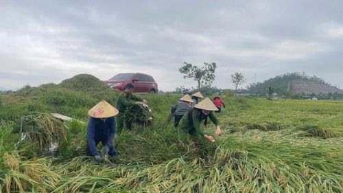 Tranh thủ thu hoạch lúa trong điều kiện thời tiết bất lợi.
