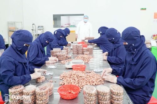 Sản xuất hạt điều Bà Tư đạt OCOP 4 sao luôn đảm bảo quy trình nghiêm ngặt.