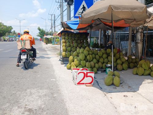 Các điểm bán sầu riêng ven Quốc lộ 1 treo bảng giá rẻ kèm trưng bày mẫu mã hấp dẫn. Tuy nhiên, người dân khó có thể mua được những trái sầu riêng ưng ý mà giá rẻ như bảng giá để.