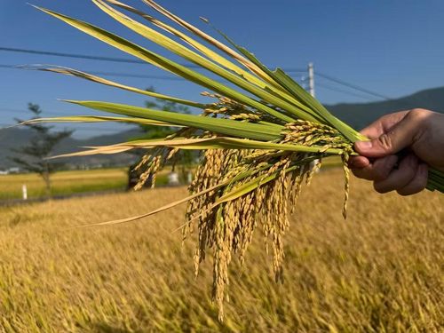  Các giống TBR85, TBR97, ADI 168, PY 2… đang mở ra triển vọng mới cho sản xuất lúa gạo ở Gia Lai. Ảnh: T.L 