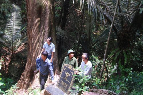 Rừng vành đai biên giới tỉnh - “mỏ vàng xanh” hấp thụ và lưu trữ lượng khí carbon khổng lồ