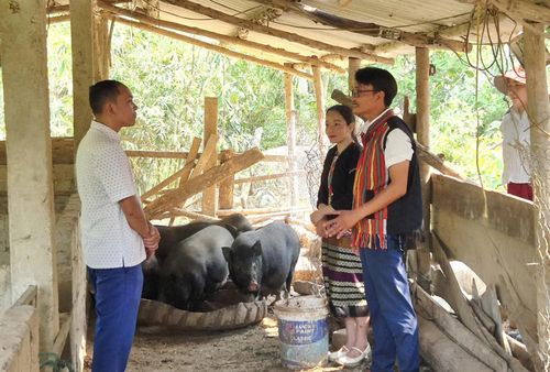 Anh Hồ Văn Thằn (phải) đang chia sẻ cách chăm sóc, dự phòng dịch bệnh cho đàn lợn giống bản địa tại khu chuồng trại của gia đình - Ảnh: K.S