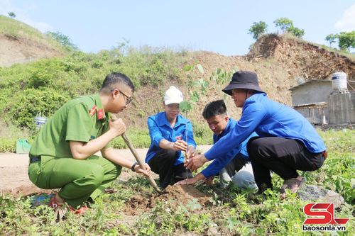 Đoàn viên, thanh niên bản Tăng, xã Chiềng Sại tham gia trồng cây xanh trên các tuyến đường nội bản