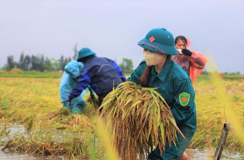 Các lực lượng xã Đông Kinh giúp dân thu hoạch lúa bị đổ do mưa lớn