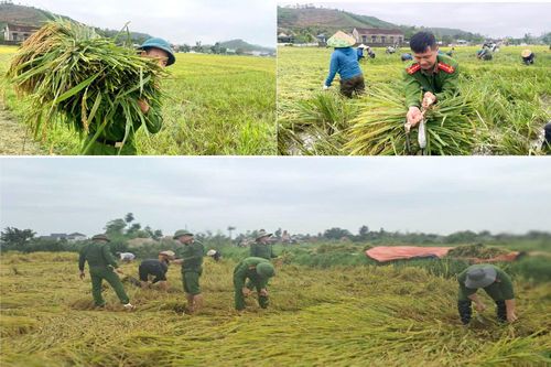 Từ chiều 4 - 5/5, Công an Hà Tĩnh đã hỗ trợ nông dân thu hoạch hàng trăm hecta lúa bị đổ gãy.