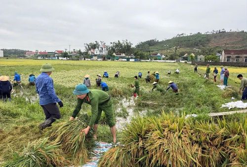 Để giúp dân khắc phục hậu quả dông, lốc, Công an Hà Tĩnh đã huy động hàng trăm lượt CBCS xuống đồng giúp dân thu hoạch lúa.