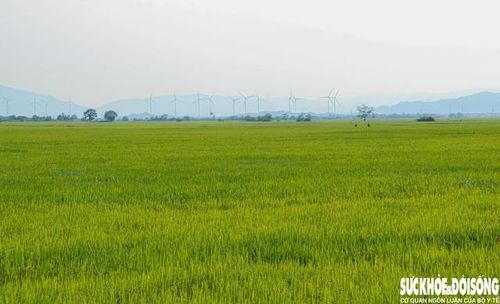 Cánh đồng nguyên liệu làm gốm thời điểm vào mùa lúa trổ bông. Ảnh: Duy Ngọc.